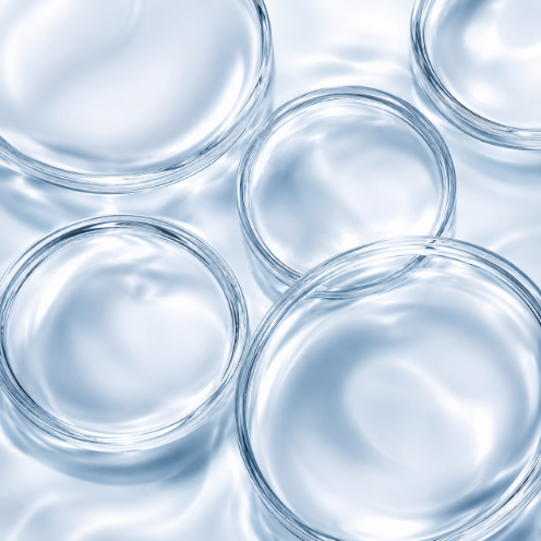 A close-up, top-down view of several clear glass petri dishes arranged on a glossy, light blue-white surface.